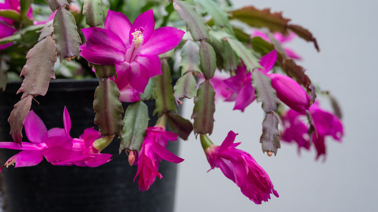 A flowering Thanksgiving cactus in a pot