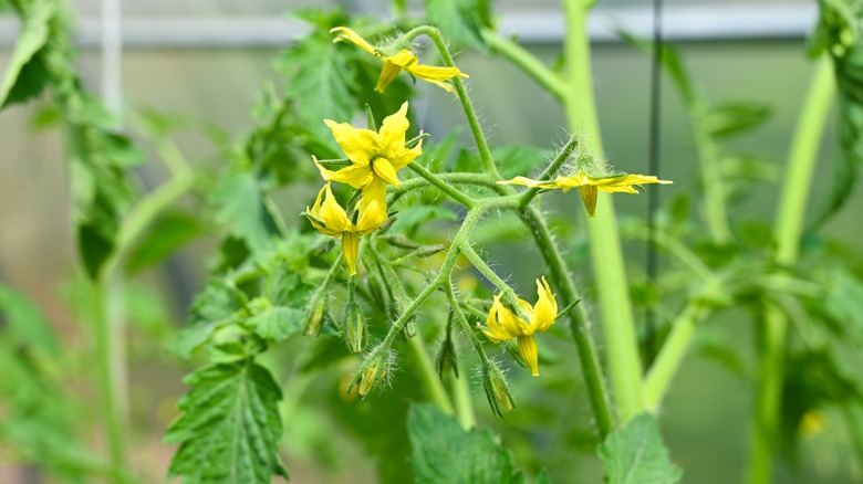 Yellow tomato plant flowers
