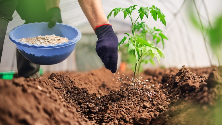 Hand fertilizes tomato plant