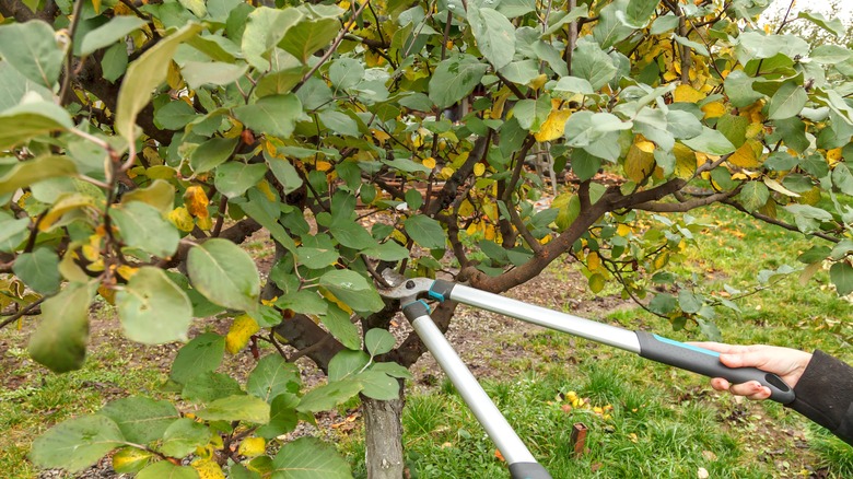 pruning juvenile tree with loppers