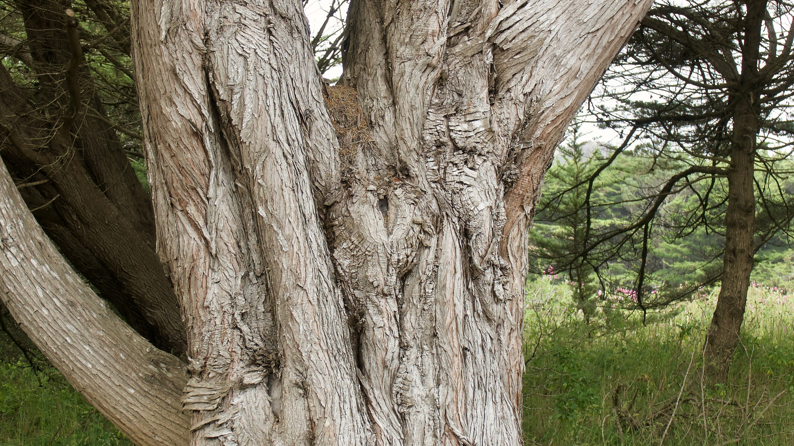 Why Your Trees Are Forming Multiple Trunks (And How To Stop It)