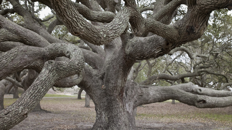 Sprawling codominant live oak