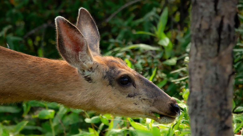 Deer near tree