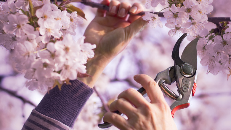 Pruning blooms on cherry tree