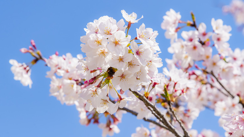 Yoshino cherry tree