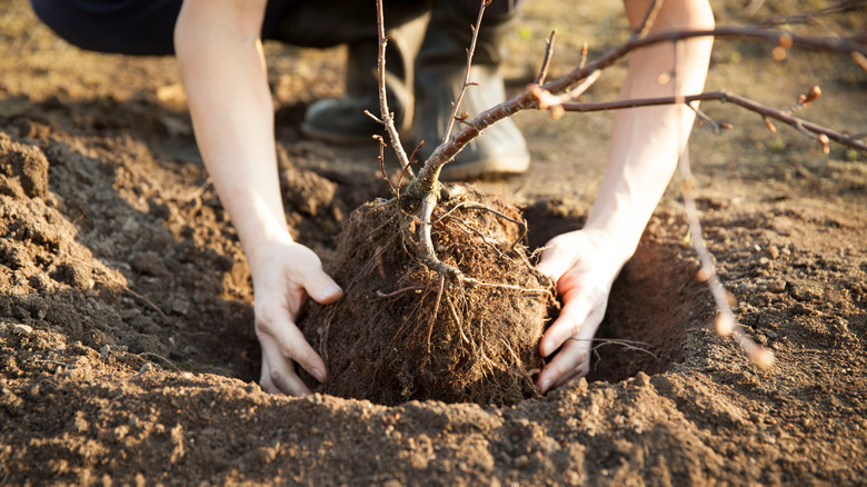 Man planting tree root bulb