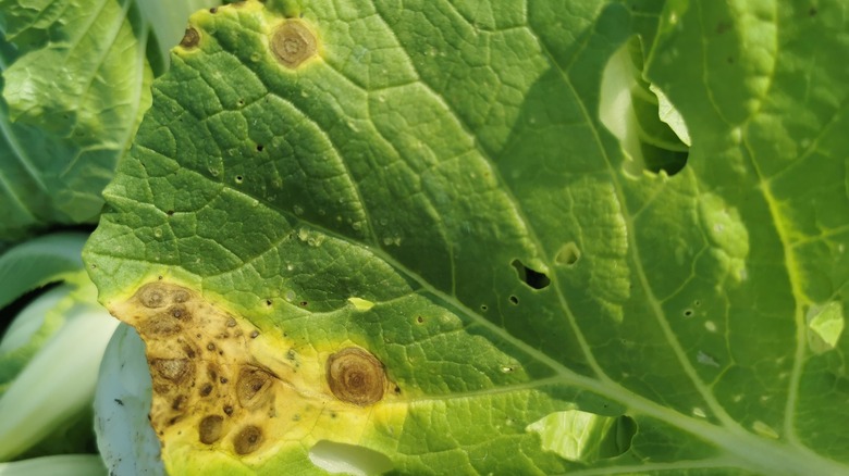 alternaria leaf spot on leaf