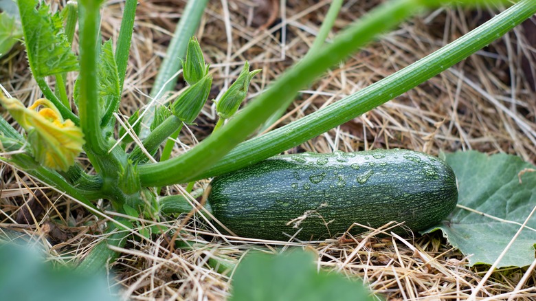 mulched zucchini plant