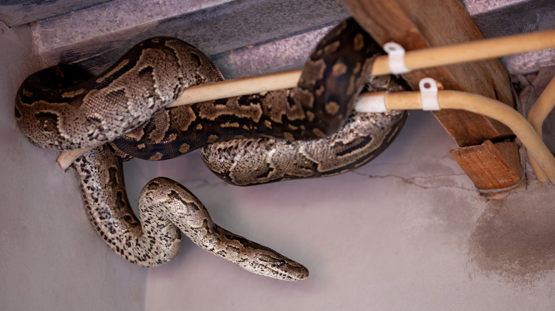 Snake curled on hot water pipes