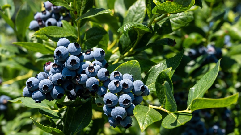 Blueberries on bush