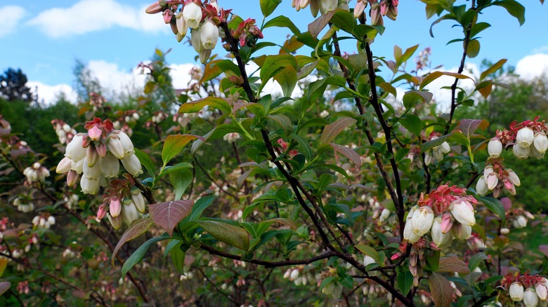 Flowering blueberry bush