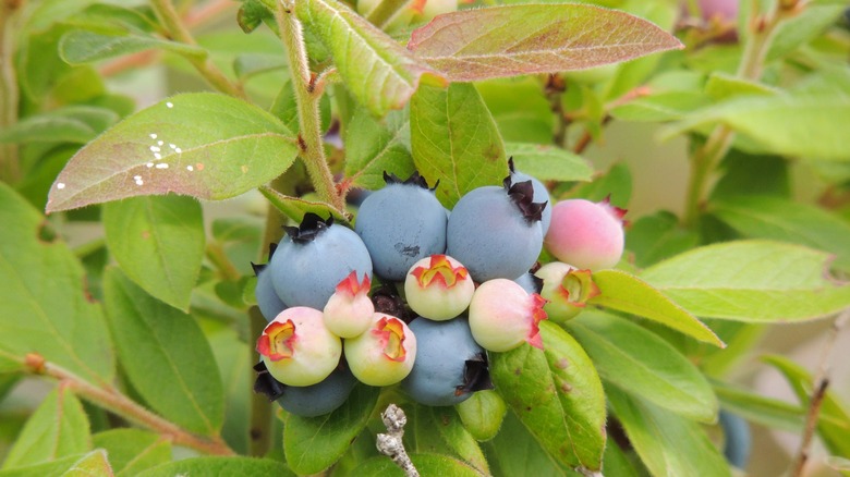 Wild blueberries