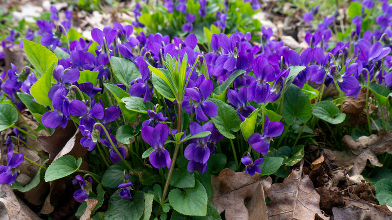 blooming wild violets 