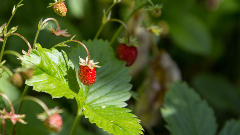 Wild strawberry (Fragaria vesca) plants with red fruit