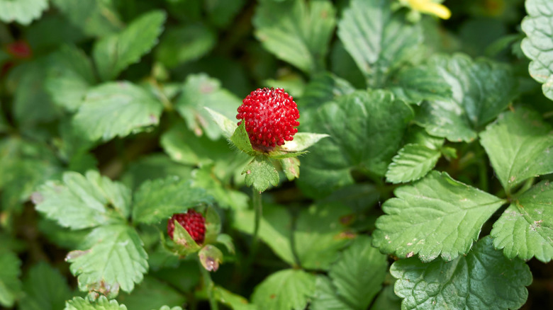 Patch of false strawberry (Potentilla indica) with red fruit and yellow flowers