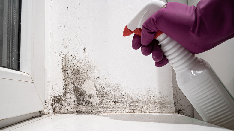 Person spraying cleaner on mold