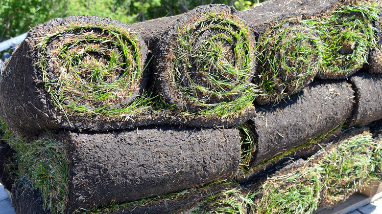 Rolls of fresh sod