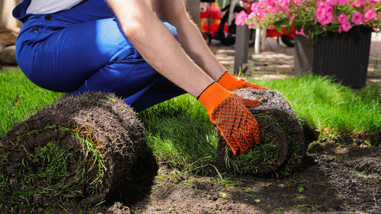 Person installing sod