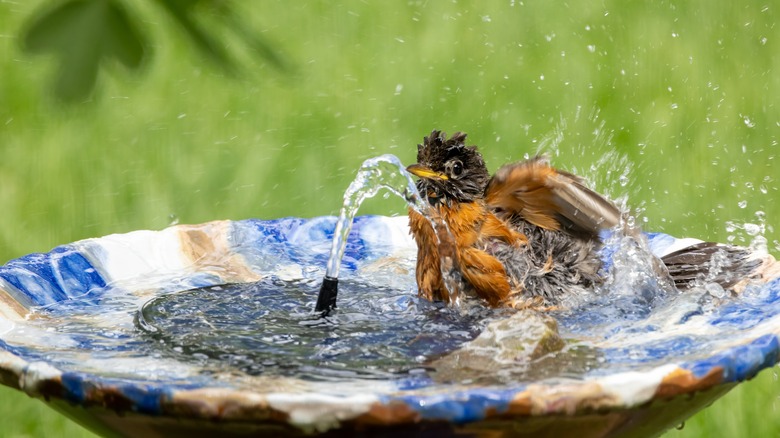 robin taking bath in backyard bird fountain