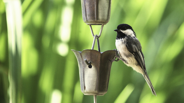 chickadee perched on rain chain