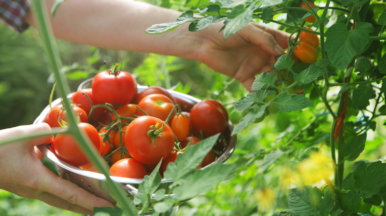 Homegrown tomatoes in bowl