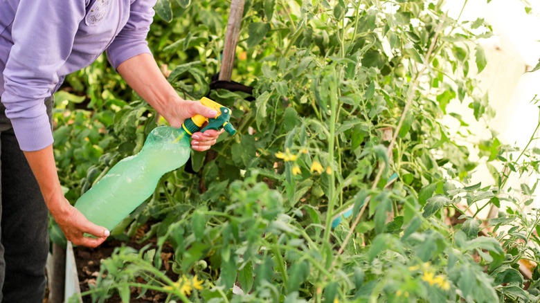 gardener spraying tomato plants