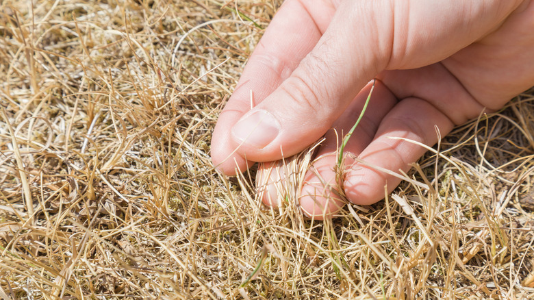 Hand touching dried grass