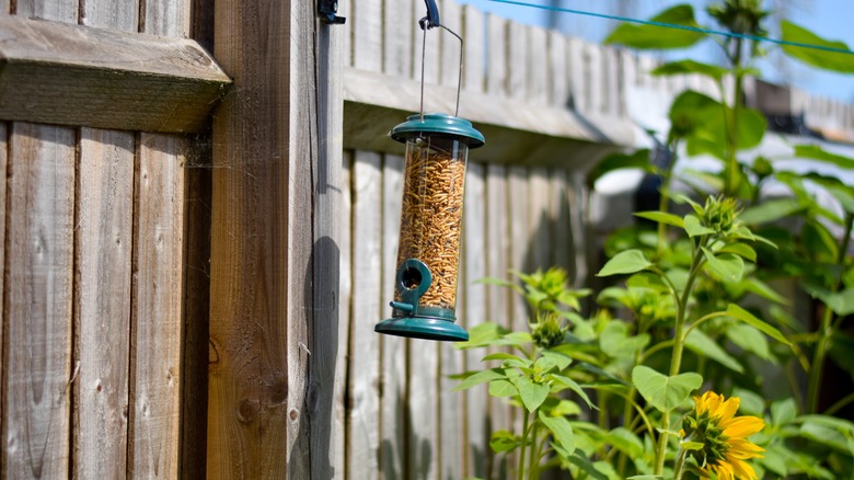 full bird feeder on fence