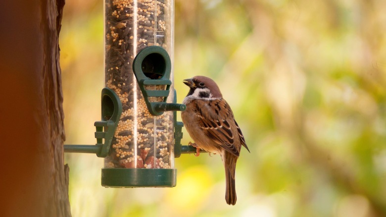 bird perched on feeder