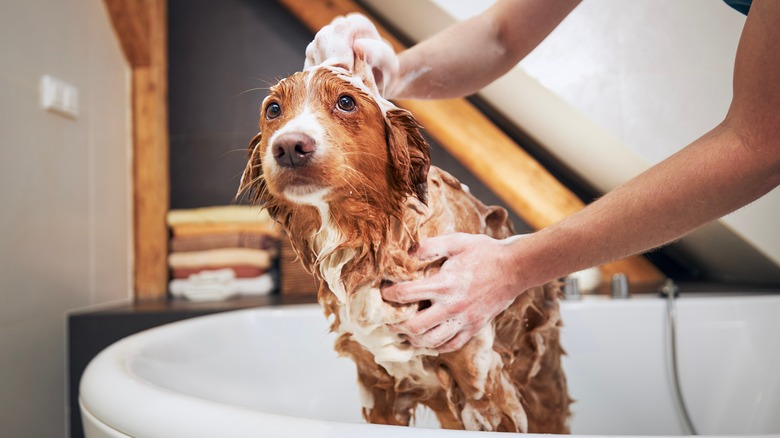 dog getting a bath