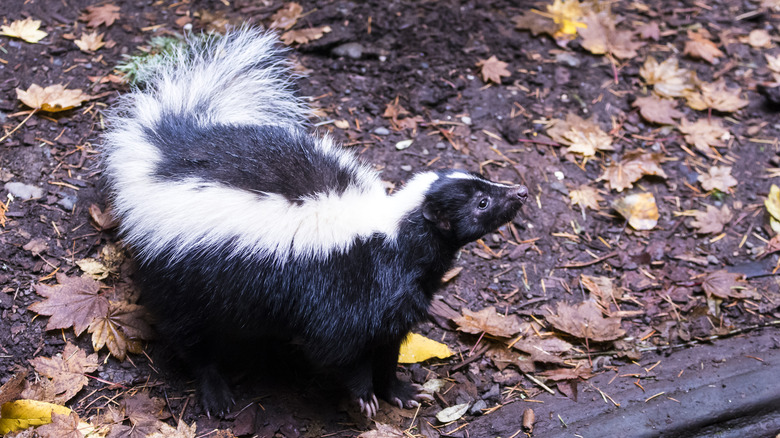 skunk leaves ground