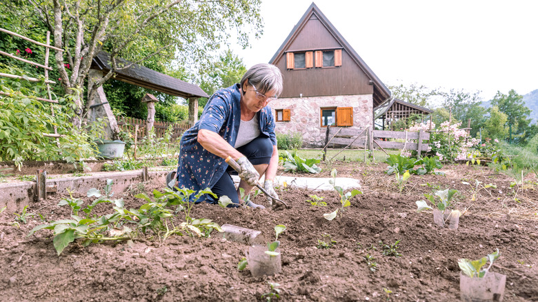 Woman planting cauliflower