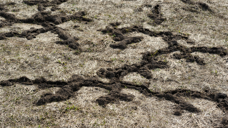 network of mole tunnels