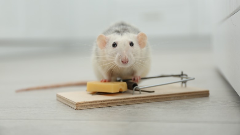 Rat sitting on mousetrap