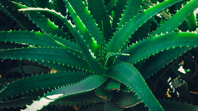 ﻿﻿healthy aloe growing outdoors