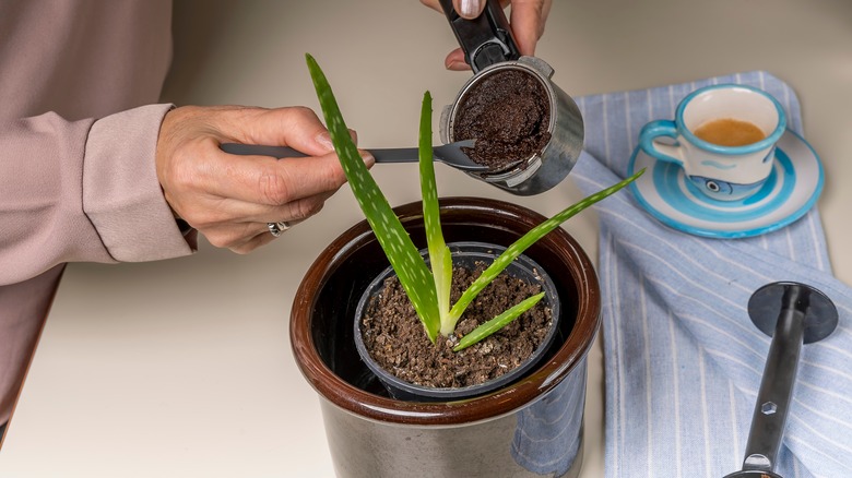 person coffee grounds for aloe