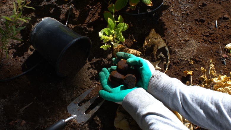 person adding coffee to garden