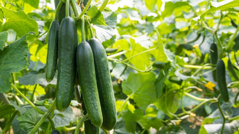 Cucumber plant