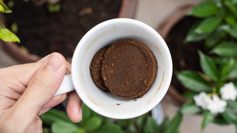 ground coffee in cup 