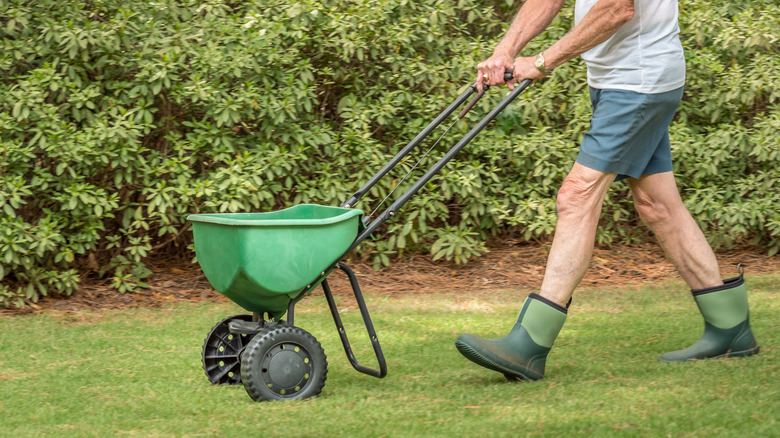 person using lawn spreader