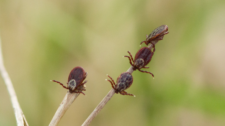 ticks on a stick