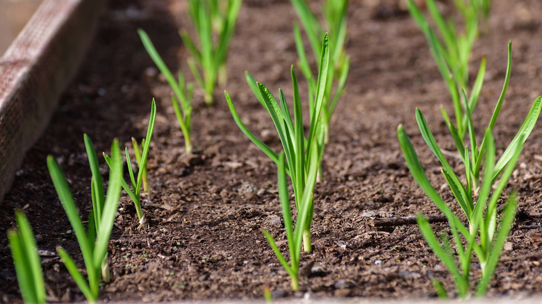 Young garlic in a garden bed.