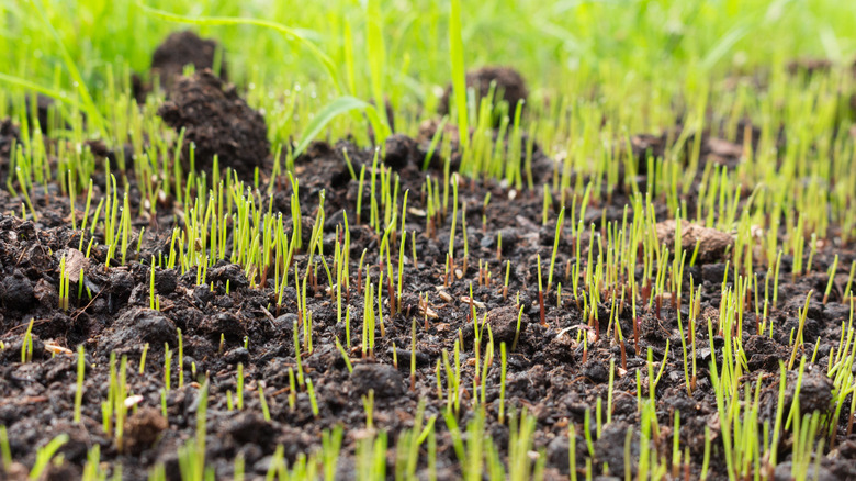 germination of grass seeds