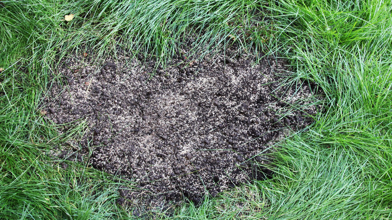 bare patch with grass seeds