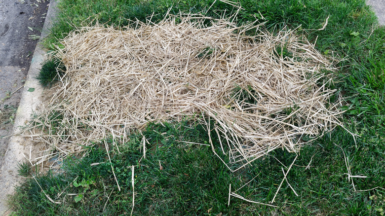 seeded lawn patch with mulch