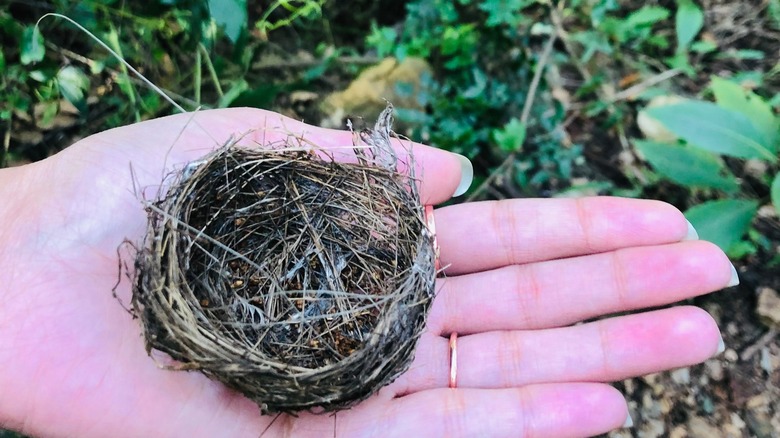 person holding abandoned hummingbird nest