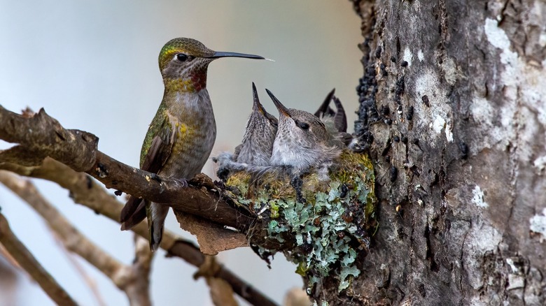 Anna's hummingbird feeding nesting chicks