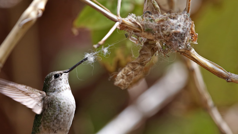 Anna's hummingbird stealing nest material
