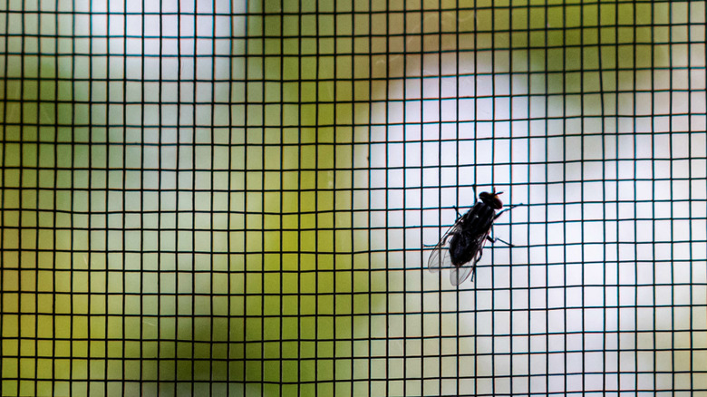 Black house fly sitting on window screen mesh