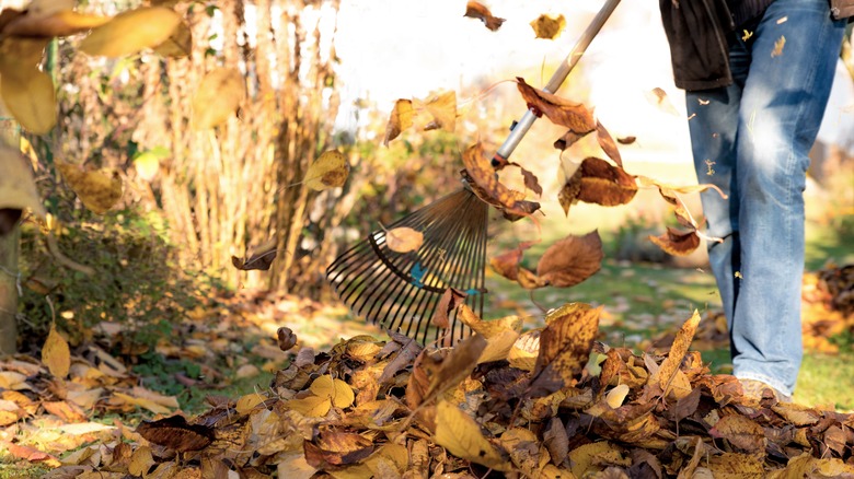 Person raking leaves in the garden